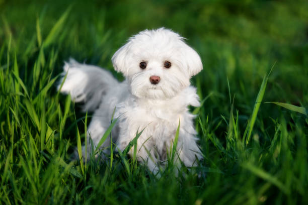 A Maltese dog is standing at grass at the city park and looking forward. This miniature toy-dog has white colored fur and brown eyes. There is a lot of green grass. maltese dog stock pictures, royalty-free photos & images
