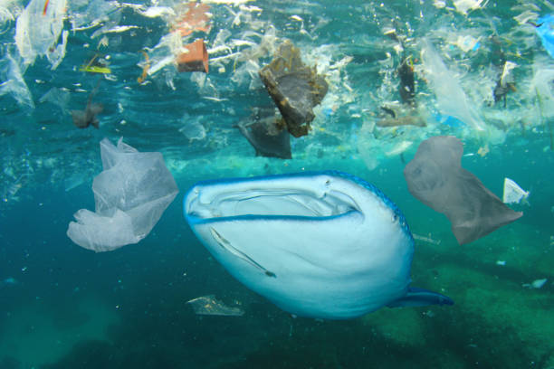 istock Whale Shark and plastic trash in ocean 1247682305