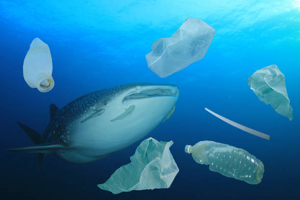 istock Whale Shark and plastic trash in ocean 1247682315