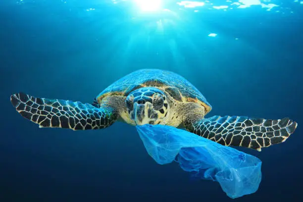 Plastic bags, bottles, cups and straws pollute the ocean. Turtles can mistake these for jellyfish and accidentally eat them. This is an environmental pollution problem.