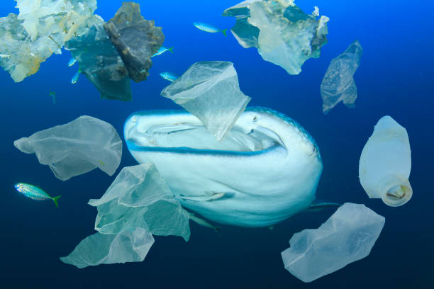 istock Whale Shark and plastic trash in ocean 1247682428
