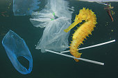 Seahorse and plastic pollution