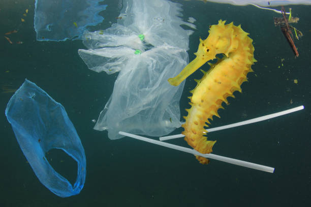 Seahorse and plastic pollution - fotografia de stock