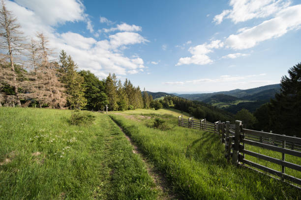 summer mountain landscape scenic view highland ridge trail between pine trees clear weather day in June