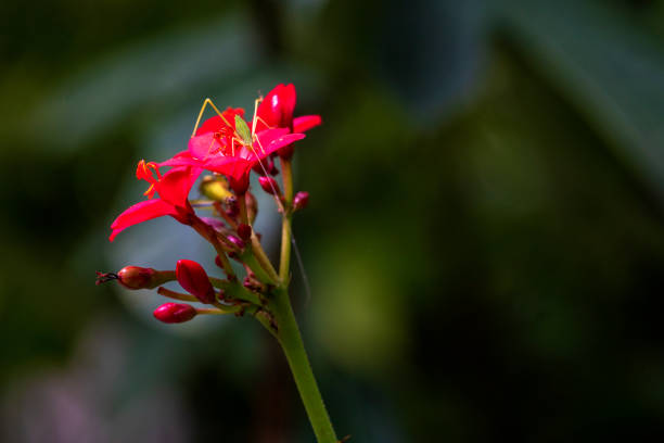 Botany fresh red jatropha integerrima flower with insect on blurred green leaves background. Peregrina or Spicy jatropha in Euphobiaceae family.