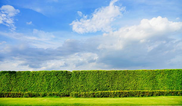 Backyard bush fence with green tree Natural bush fence of clear sky. brush fence stock pictures, royalty-free photos & images