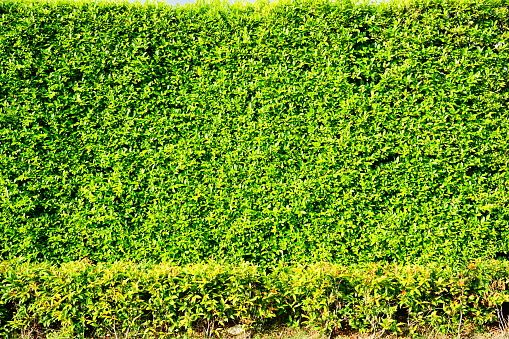 A green bush is the background.