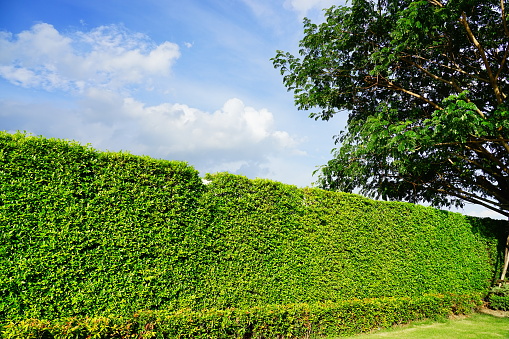 Natural bush fence of clear sky in nature background.