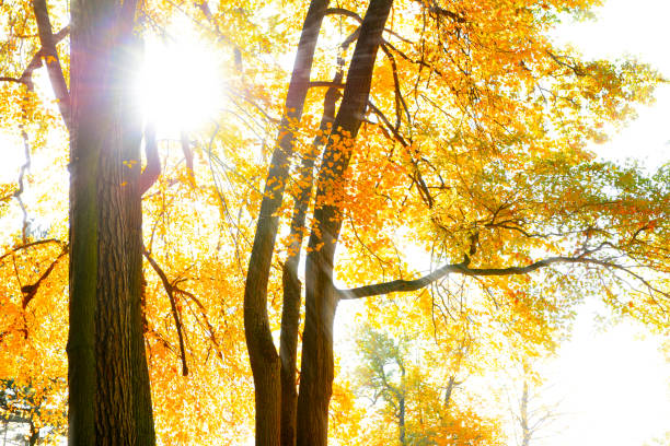 Autumn park with red fallen leaves