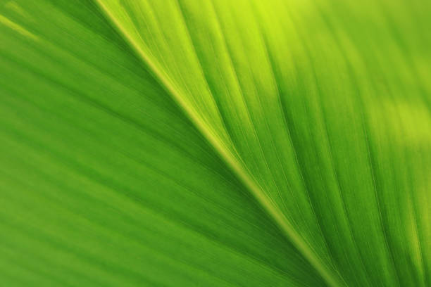 istock green and fresh leaves and artistic 1247691449