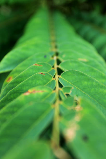 green and fresh leaves and artistic
