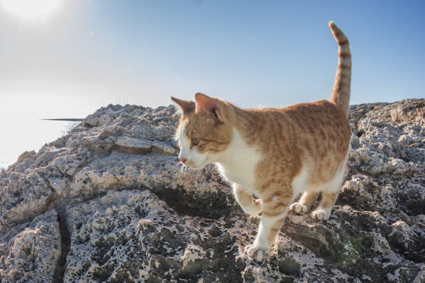 istock the cat basks in the sun walking on the rocks 1247693252
