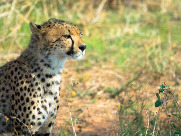 istock Portrait of wild cheetah 1247695223