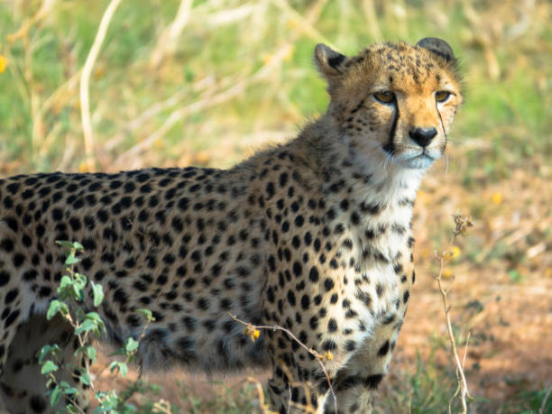 istock Portrait of wild cheetah 1247695234