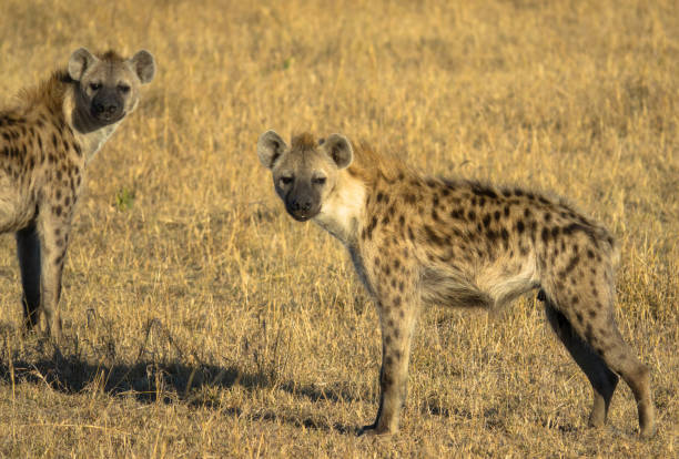 istock Two Spotted Hyena on patrol in their territory 1247695251