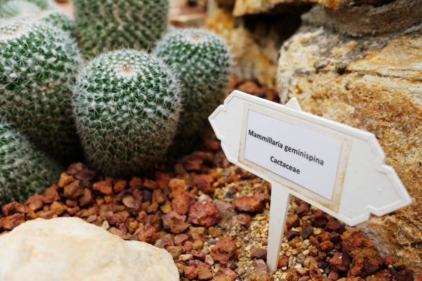 mammillaria geminispina cactaceae etykieta w roślinach pustynnych i kaktusowym ogrodzie - mammillaria cactus zdjęcia i obrazy z banku zdjęć