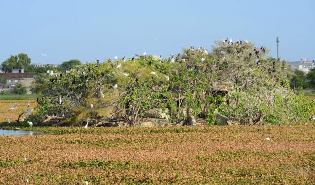 istock Cattle Egret Bird in Rajasthan 1247696218