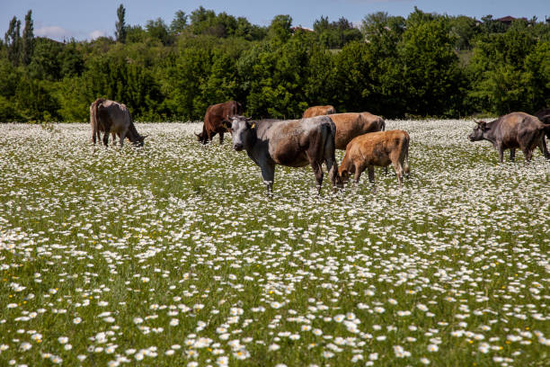 herd of cows on a chamomile field - 7963 imagens e fotografias de stock