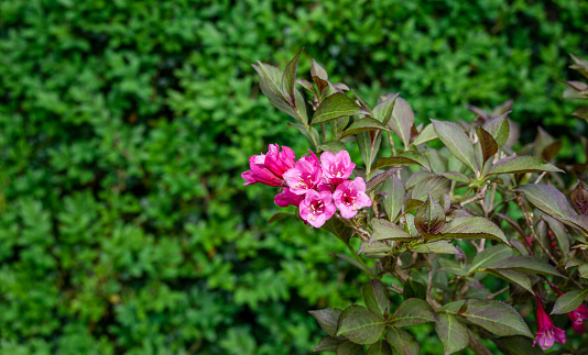 Blooming pink flowers of florida Nana Purpurea on green boxwood background. Flowering Weigela in oriental garden. Flower landscape for nature wallpaper. Selective focus with place for your text.