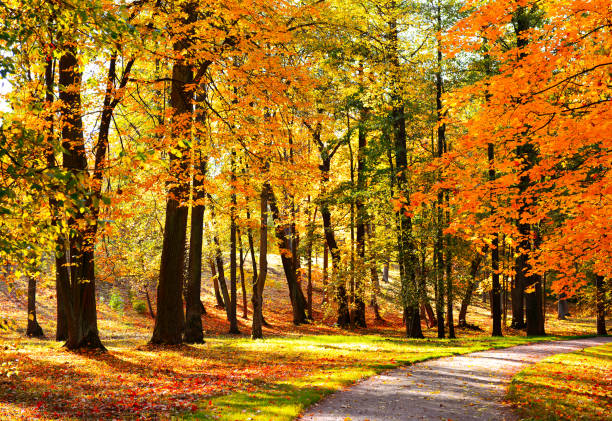 istock Autumn park with red fallen leaves 1247697991