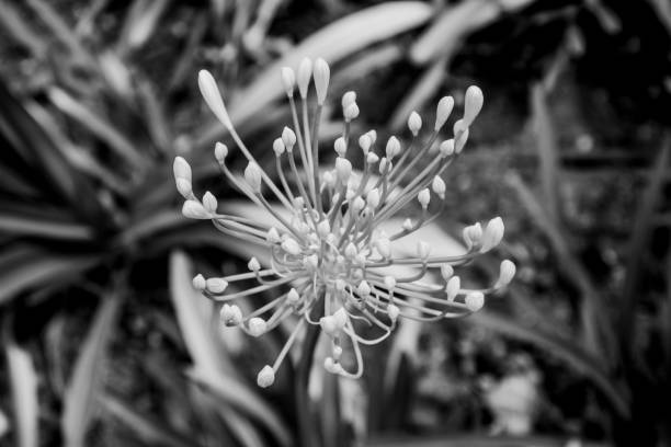 Gorgeous close up of yellow garlic allium flavum in spring in the Bregonze hills near Thiene, Vicenza, Italy