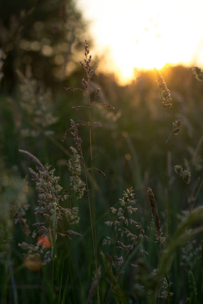 istock Beautiful Meadow Full Of Different Plants At Sunset 1247698683