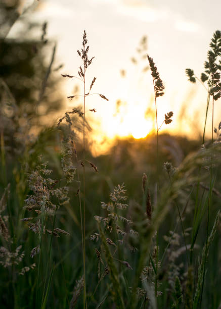 istock Beautiful Meadow Full Of Different Plants At Sunset 1247698686