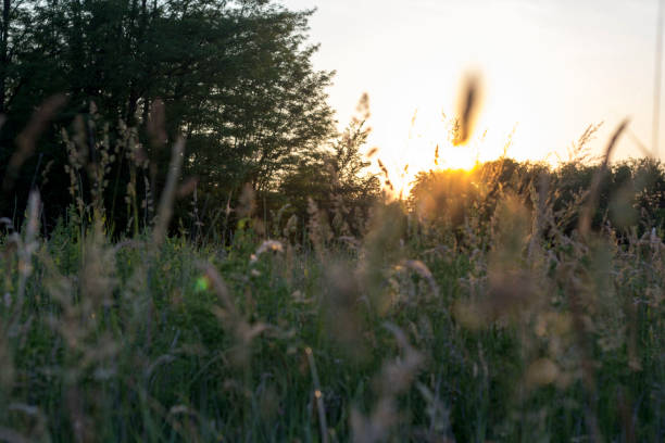 istock Beautiful Meadow Full Of Different Plants At Sunset 1247698687
