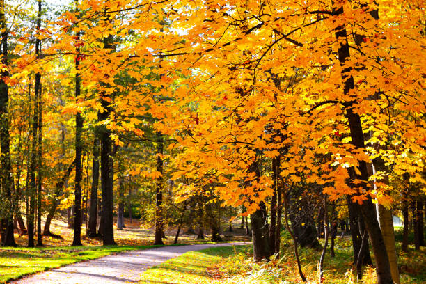 istock Autumn park with red fallen leaves 1247698722