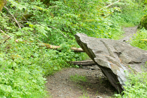Broken tree trunks and a large rock are partially blocking a hiking trail after a previous rockfall (last winter) in an old growth forest near City of Bergen on the west coast of Norway in late spring or early summer. Shallow depth of field. Blurred background.