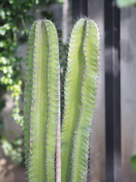 istock Cactus tree green trunk has sharp spikes around in garden 1247700380