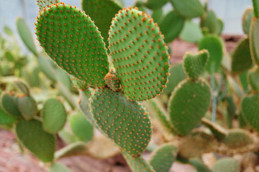 Blooming cactus plants in desert park and Succulent garden. Opuntia Microdasys on Brown pumice stone