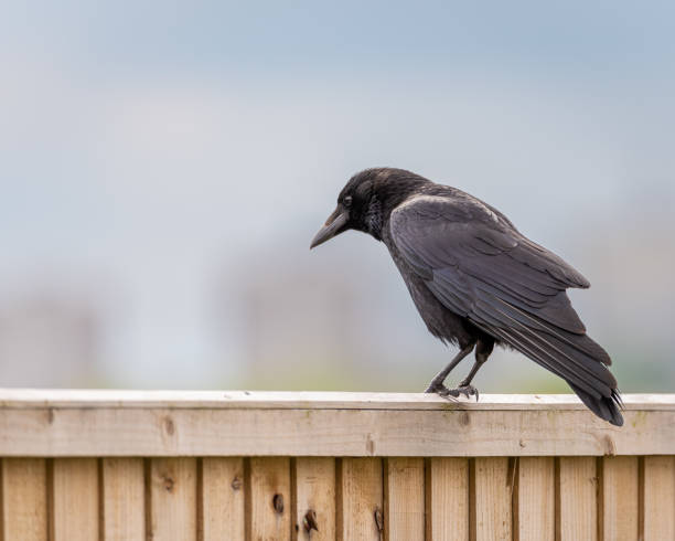 istock A single carrion crow, Corvus corone on a fence 1247701841
