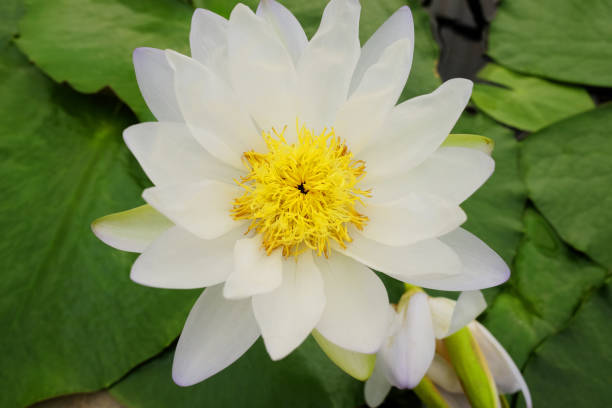 Blooming white Water lily ( Nymphaea stellata Willd ) and yellow pollen float in tranquil river garden. Tropical lotus flowers in pond. Blooming white Water lily ( Nymphaea stellata Willd ) and yellow pollen float in tranquil river garden. Tropical lotus flowers in pond. nymphaea stellata stock pictures, royalty-free photos & images
