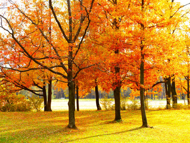 istock Autumn park with red fallen leaves 1247703227