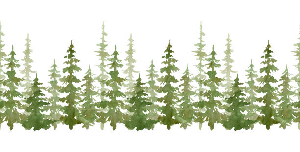 Watercolor seamless border with evergreen trees. Forest elements for landscape creator. Isolated spruce, oaks, pines, fir trees. Coniferous green forest Border with green trees fir tree pine backgrounds branch stock illustrations