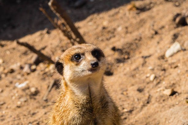 istock Single Meerkat Close-up Mammal Macro 1247711104