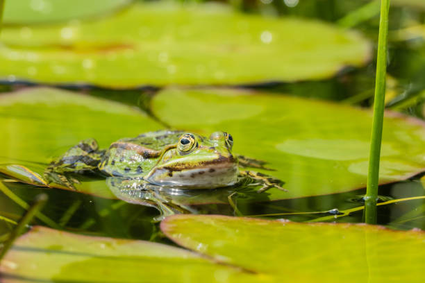 istock One green Frog in Water 1247712155