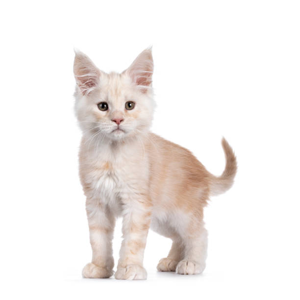 istock Red shaded Maine Coon cat on white background 1247713226