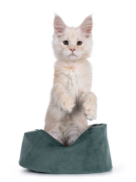istock Red shaded Maine Coon cat on white background 1247713243