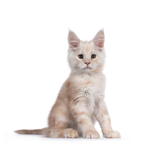 istock Red shaded Maine Coon cat on white background 1247713249