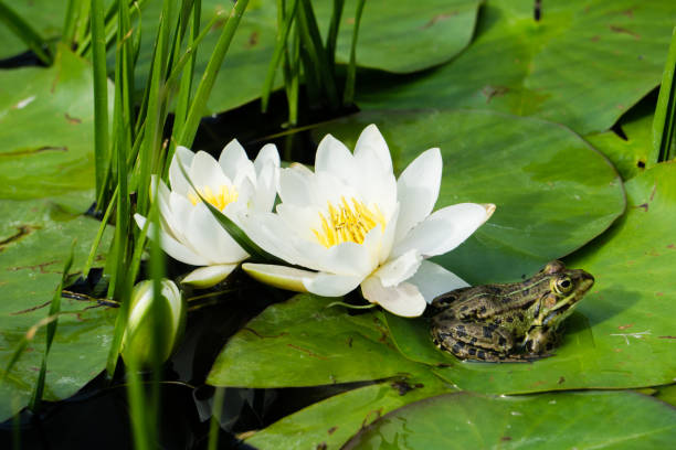 istock Frog sitting next to white Waterlilies 1247714407