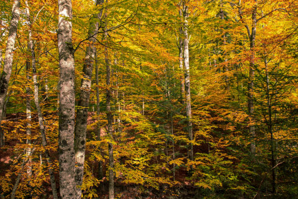istock Beautiful autumn landscape 1247717065