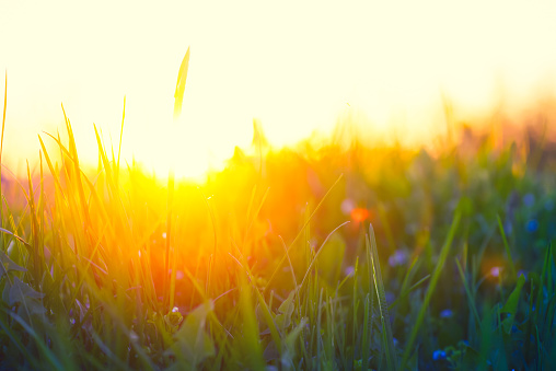 Sunset in the field
