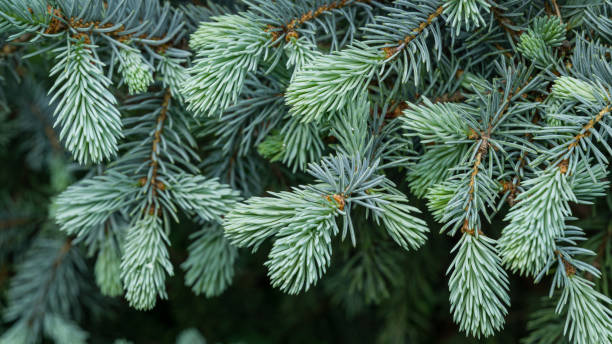 Silver blue spruce Picea pungens Hoopsii with new growth in ornamental garden. Close-up selective focus. Nature concept for spring or Christmas design Silver blue spruce Picea pungens Hoopsii with new growth in ornamental garden. Close-up selective focus. Nature concept for spring or Christmas design picea pungens stock pictures, royalty-free photos & images