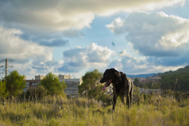 Pet that likes to walk loose on the slopes of the San Ramon mountain.