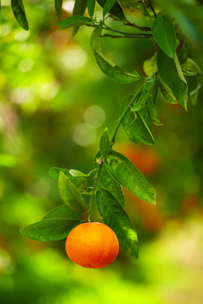 istock Tangerine sunny garden 1247725428