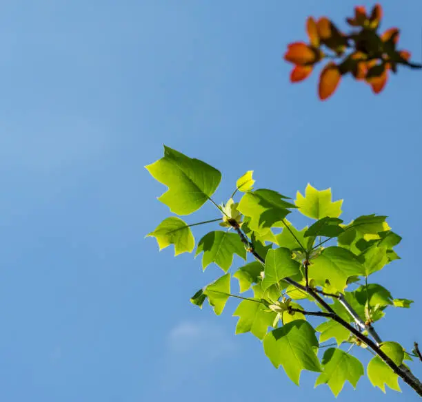 Tulip tree (Liriodendron tulipifera), called Tuliptree, American or Tulip Poplar young bright green leaves on blue sky background with blurred red Cotinus coggygria leaves. There is place for text
