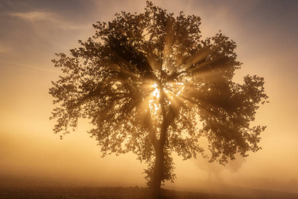 istock Single tree in the fog 1247725707