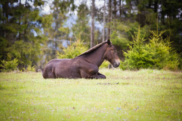 istock Wild horses running free at the mountains 1247726441